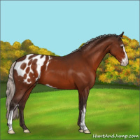 Horse Color:Silver Brown Sabino Appaloosa 