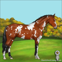 Horse Color:Gray White Spotted Buckskin Sabino 