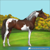 Horse Color:Liver Chestnut Tobiano 