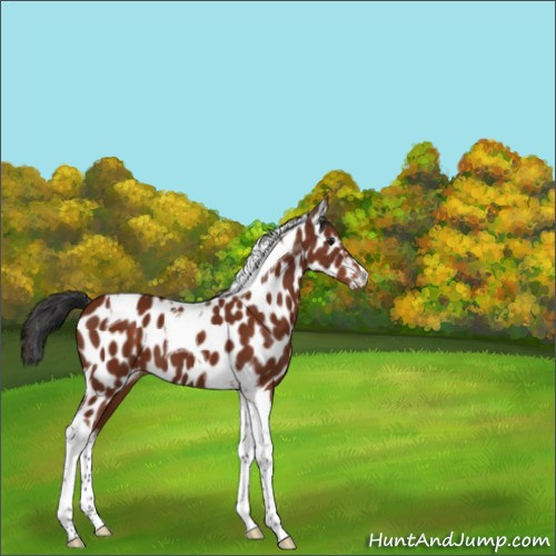 Horse Color:Brown Tobiano Appaloosa 