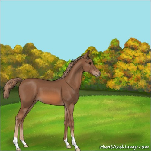 Horse Color:Chestnut 
