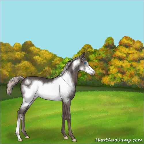 Horse Color:Silver Black Frame 