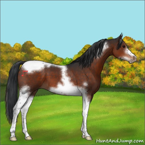 Horse Color:Brown Tobiano Frame 