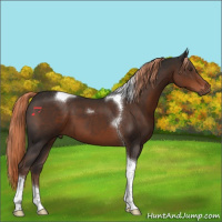 Horse Color:Liver Chestnut Tobiano 