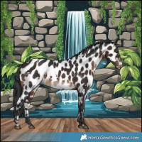 Horse Color:White Spotted Brown Appaloosa 