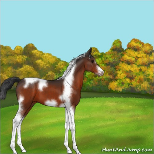 Horse Color:Brown Tobiano Frame 