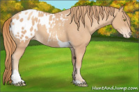 Horse Color:Gold Champagne Tobiano Appaloosa 