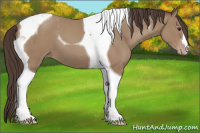 Horse Color:Classic Champagne Tobiano 