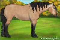 Horse Color:Gray Bay Roan Dun 