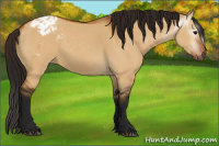 Horse Color:Gray Bay Dun Appaloosa 
