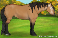 Horse Color:Gray Bay Dun