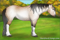 Horse Color:Gray Bay Dun 