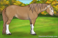 Horse Color:Gray Red Dun 