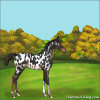 Horse Color:Gray Liver Chestnut Tobiano Near Leopard 