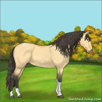 Horse Color:Buckskin Roan Dun Tobiano 