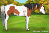 Horse Color:Bay Splash Tobiano 