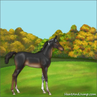 Horse Color:Gray Liver Chestnut Tobiano 
