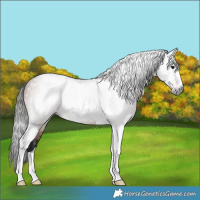 Horse Color:Gray Bay Tobiano 