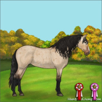 Horse Color:Gray Bay Roan Dun Appaloosa 