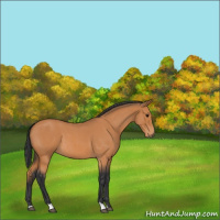 Horse Color:Bay Roan