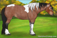Horse Color:Gray Bay Roan Tobiano 