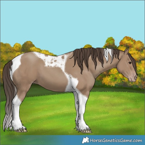 Horse Color:Classic Champagne Tobiano 