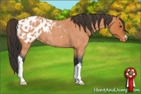 Horse Color:Bay Roan Appaloosa 