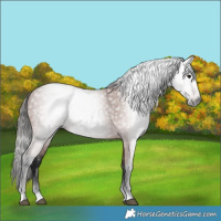 Horse Color:Gray Bay 