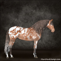 Horse Color:White Spotted Bay Appaloosa 