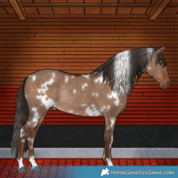 Horse Color:White Spotted Liver Red Dun Rabicano 