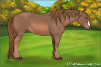 Horse Color:Red Roan 