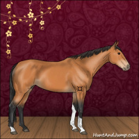 Horse Color:Bay Tobiano 