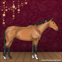 Horse Color:Bay Tobiano 