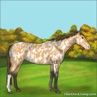 Horse Color:Buckskin Appaloosa 