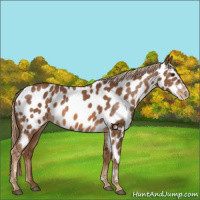 Horse Color:Chestnut Appaloosa