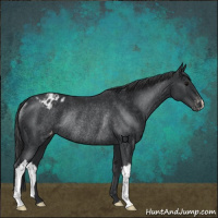 Horse Color:Black Varnish Rabicano 