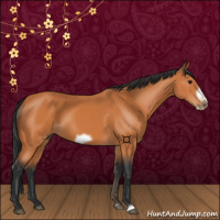 Horse Color:Bay Frame