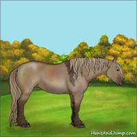 Horse Color:Liver Red Dun Rabicano 