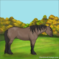 Horse Color:Liver Red Dun Rabicano 