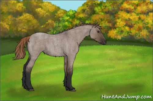 Horse Color:Liver Red Dun Roan 