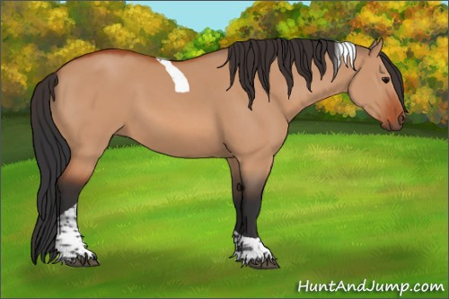 Horse Color:Bay Dun Tobiano 
