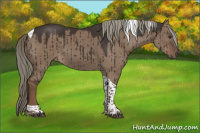 Horse Color:Liver Red Dun Tobiano Brindle 