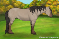 Horse Color:Liver Red Dun 