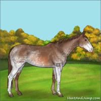 Horse Color:White Spotted Chestnut 