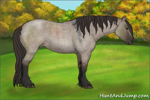 Horse Color:Liver Red Dun Roan Rabicano 