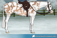 Horse Color:Silver Brown Dun Near Leopard
