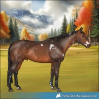 Horse Color:White Spotted Brown 