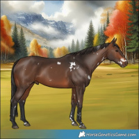 Horse Color:White Spotted Brown