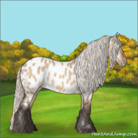 Horse Color:Silver Brown Dun Appaloosa 