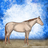 Horse Color:Gold Champagne Dun 